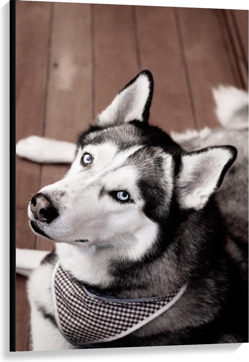 Canvas - Husky op Houten Vloer - 80x120cm Foto op Canvas Schilderij (Wanddecoratie op Canv