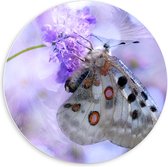 Forex Wandcirkel - Witte Vlinder op Paarse Bloem - 60x60cm Foto op Wandcirkel (met ophangsysteem)