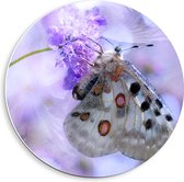 Forex Wandcirkel - Witte Vlinder op Paarse Bloem - 40x40cm Foto op Wandcirkel (met ophangsysteem)