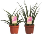 Sanseveria (Sanseveria Fernwood duo)