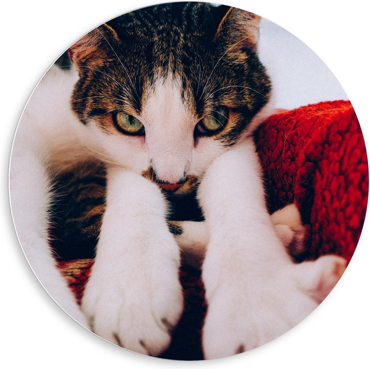 KuijsFotoprint Schilderij - Onschuldige Bruine Kat - Wit, Bruin En Rood - 80 X 80 Cm