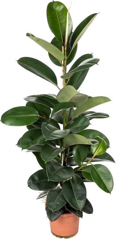 Ficus Elastica Robusta 130 cm