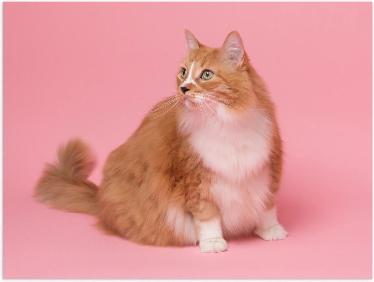 Poster – Kat op Roze Achtergrond - 40x30cm Foto op Posterpapier
