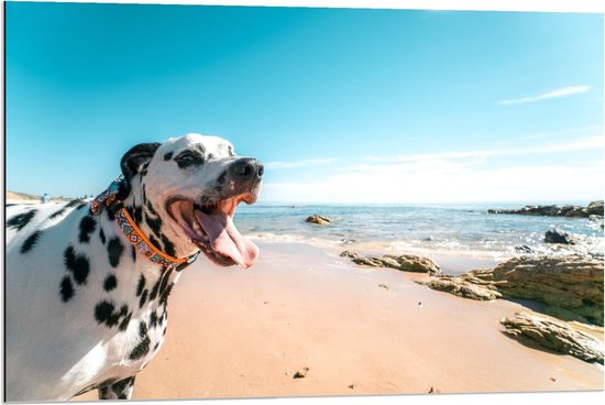 Dibond - Blije Dalmatiër Hond op het Strand - 90x60cm Foto op Aluminium (Wanddecoratie van metaal)