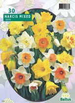 3 stuks Narcis Trompet mix per 30 bloembollen Baltus