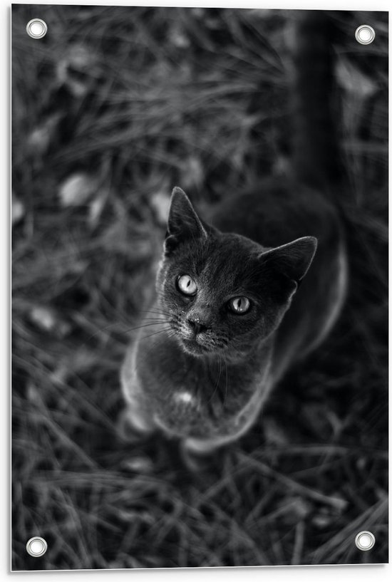 Tuinposter – Kat in het zwart/wit  - 40x60cm Foto op Tuinposter  (wanddecoratie voor buiten en binnen)