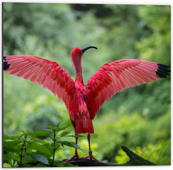 Dibond - Roze Flamingo in het Groen - 50x50cm Foto op Aluminium (Met Ophangsysteem)