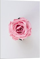 Acrylglas - Roze Roos op Witte Achtergrond - 60x90cm Foto op Acrylglas (Wanddecoratie op Acrylglas)