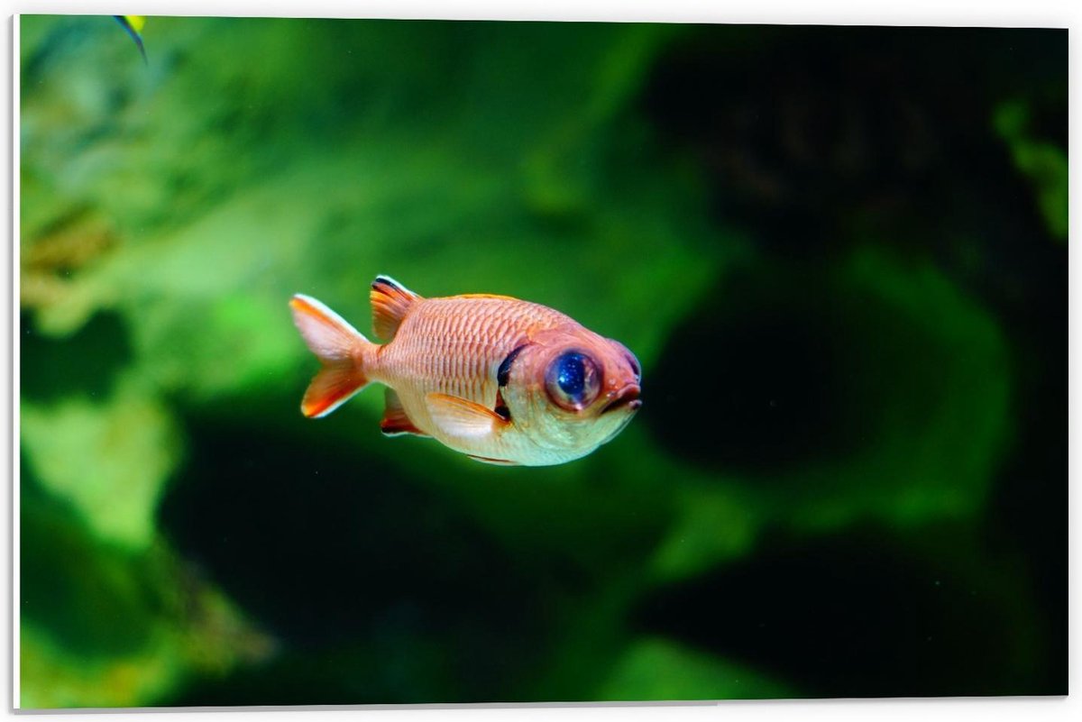 Forex - Rode Vis in Aquarium - 60x40cm Foto op Forex
