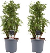Duo Polyscias Hawaiiana Ming vertakt