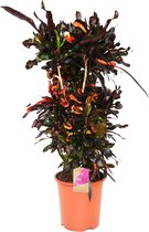 Kamerplant van Botanicly – Croton – Hoogte: 99 cm – Codiaeum variegatum Mammi