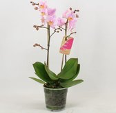 Orchidee van Botanicly – Orchidee – Hoogte: 45 cm, 1 tak – Phalaenopsis Multiflora Amaglad