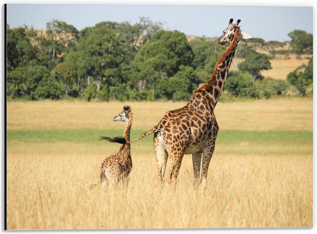 Dibond - Giraffe met Baby - 40x30cm Foto op Aluminium (Wanddecoratie van metaal)