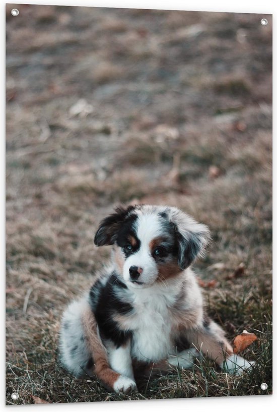 Tuinposter – Puppy Zwart Wit Bruin - 80x120cm Foto op Tuinposter  (wanddecoratie voor buiten en binnen)