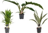 Kamerplanten van Botanicly – 3 × Goudpalm – Hoogte: 50 cm – Areca dypsis lutescens, Sansevieria Aubrytniana Metallica, Philodendron stenolobum Narrow Escape