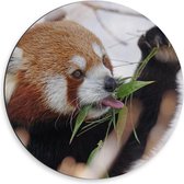 Dibond Wandcirkel - Etende Rode Panda - 50x50cm Foto op Aluminium Wandcirkel (met ophangsysteem)