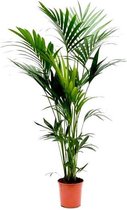 Kentia Howea L | Kentia palm