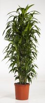 Dracaena Janet Craig vertakt | Drakebloedboom