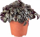 Tradescantia Zebrina | Vetplant vaderplant