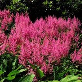 50 x Astilbe Rheinland - Spirea in 9x9cm pot met hoogte 5-10cm