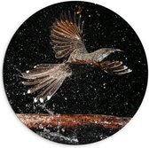 Dibond Wandcirkel - Vogel met Waterspetters - 100x100cm Foto op Aluminium Wandcirkel (met ophangsysteem)