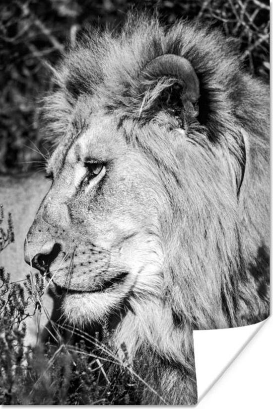 Poster Animaux, Lion noir et blanc