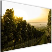 Schilderij Groene wijngaarde, 2 maten, Premium print