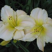 3 x Hemerocallis 'Arctic Snow' -Daglelie pot 9x9cm