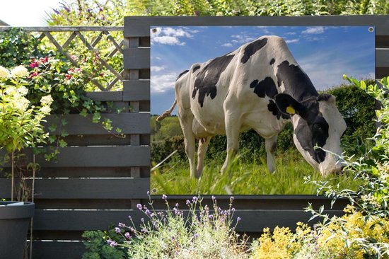 Une vache frisonne broutant par une belle journée d'été Affiche de jardin 160x120 cm - Toile de jardin / Toile d'extérieur / Peintures d'extérieur (décoration de jardin) XXL / Groot format!