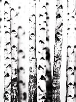 Birch Trees Photo Wallcovering