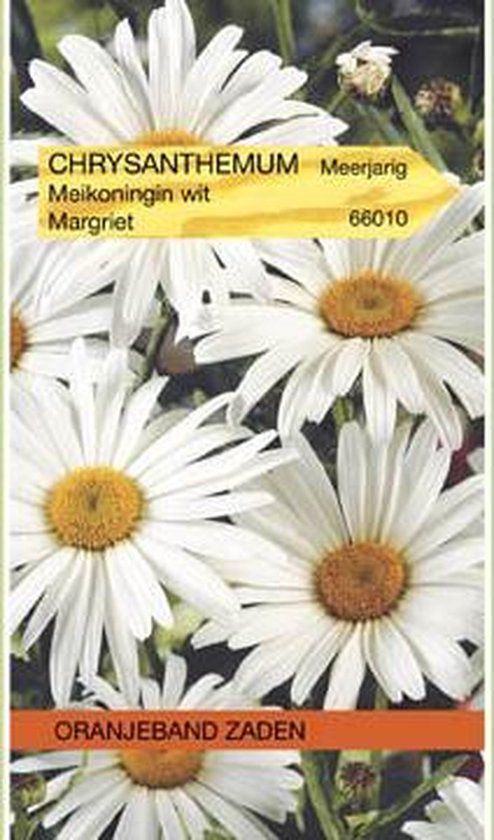 Chrysanthemum, Margriet Meikoningin