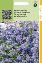 2 stuks Myosotis Alpestris Blauw