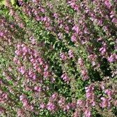 6 x Teucrium Lucidrys - Gamander pot 9x9cm - Bijenlokende Heester