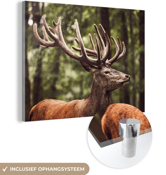 MuchoWow® Peinture sur verre 40x30 cm - Peinture sur verre acrylique - Cerfs - Nature - Bois - Forêt - Animaux - Photo sur verre - Peintures