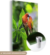Deux Sun Conures sont assis ensemble sur une brindille Plexiglas 120x180 cm - Tirage photo sur Glas (décoration murale Plexiglas) XXL / Groot format!