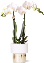 Orchidee – Vlinder orchidee (Phalaenopsis) met bloempot – Hoogte: 10 cm – van Botanicly