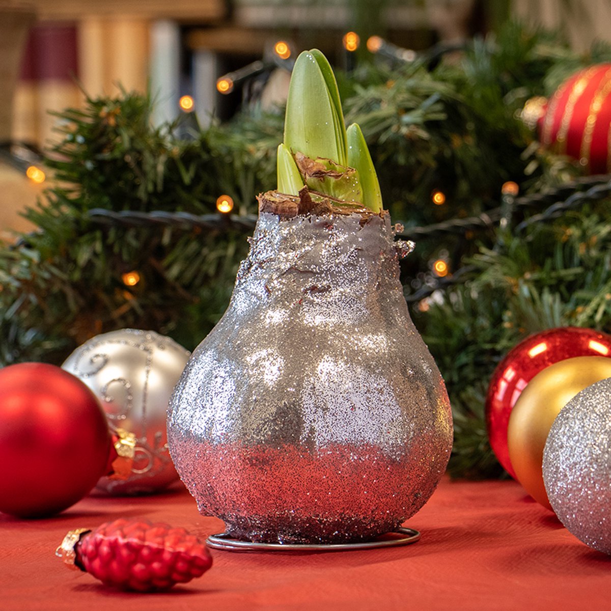 Wax Amaryllis Glitterz Zilver in Koker | Prachtige Wax Amaryllis voor in huis |