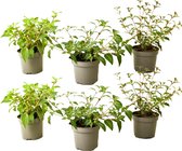 Plant in a Box - Mix van 6 Fuchsia magellanica - Delta Sarah, Lady Thumb, Fuchsia Ricartonnii - Bloeiende tuinplanten - Pot 9cm - Hoogte 10-20cm