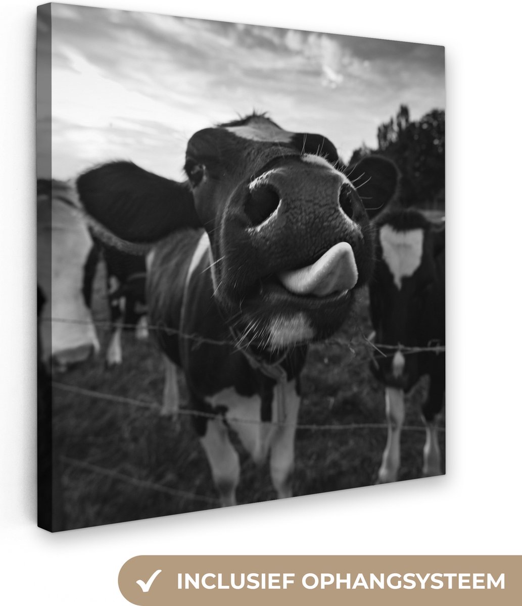 Canvas schilderij 90x90 cm - Wanddecoratie Koe - Inductie beschermer - Zwart wit - Kookpla