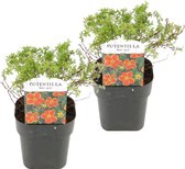 Plant in a Box - Set van 2 Potentilla Red Ace - Pot 17cm - Hoogte 20-30cm - Potentilla fruticosa