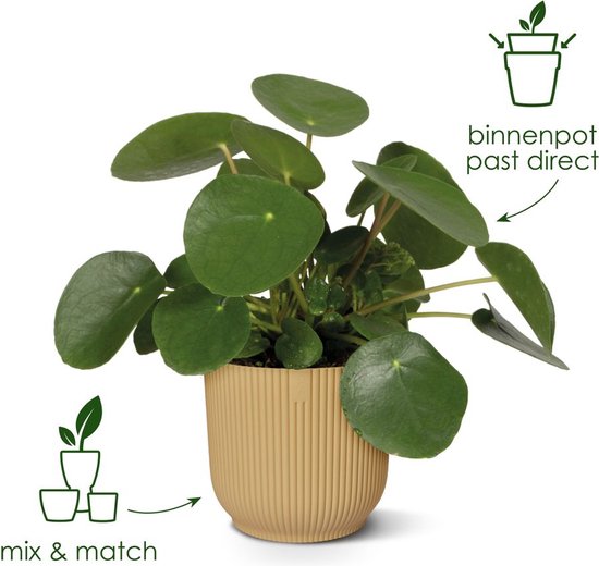 Lichtgele Elho bloempot met verticale ribbels, met een Pilea plant. Tekst: 'mix & match' en 'binnenpot past direct'.