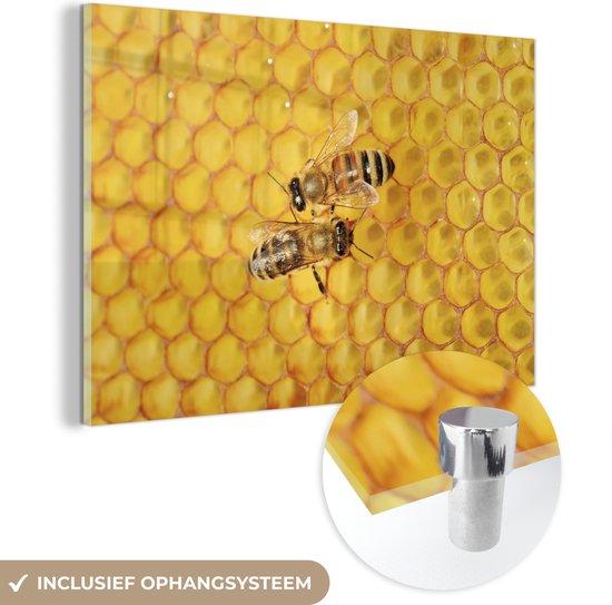 Glasschilderij - Twee honingbijen op honinggraat - Acrylglas Schilderijen - Foto op Glas