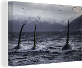 Canvas schilderij 150x100 cm - Wanddecoratie Drie orkas - Muurdecoratie woonkamer - Slaapkamer decoratie - Kamer accessoires - Schilderijen