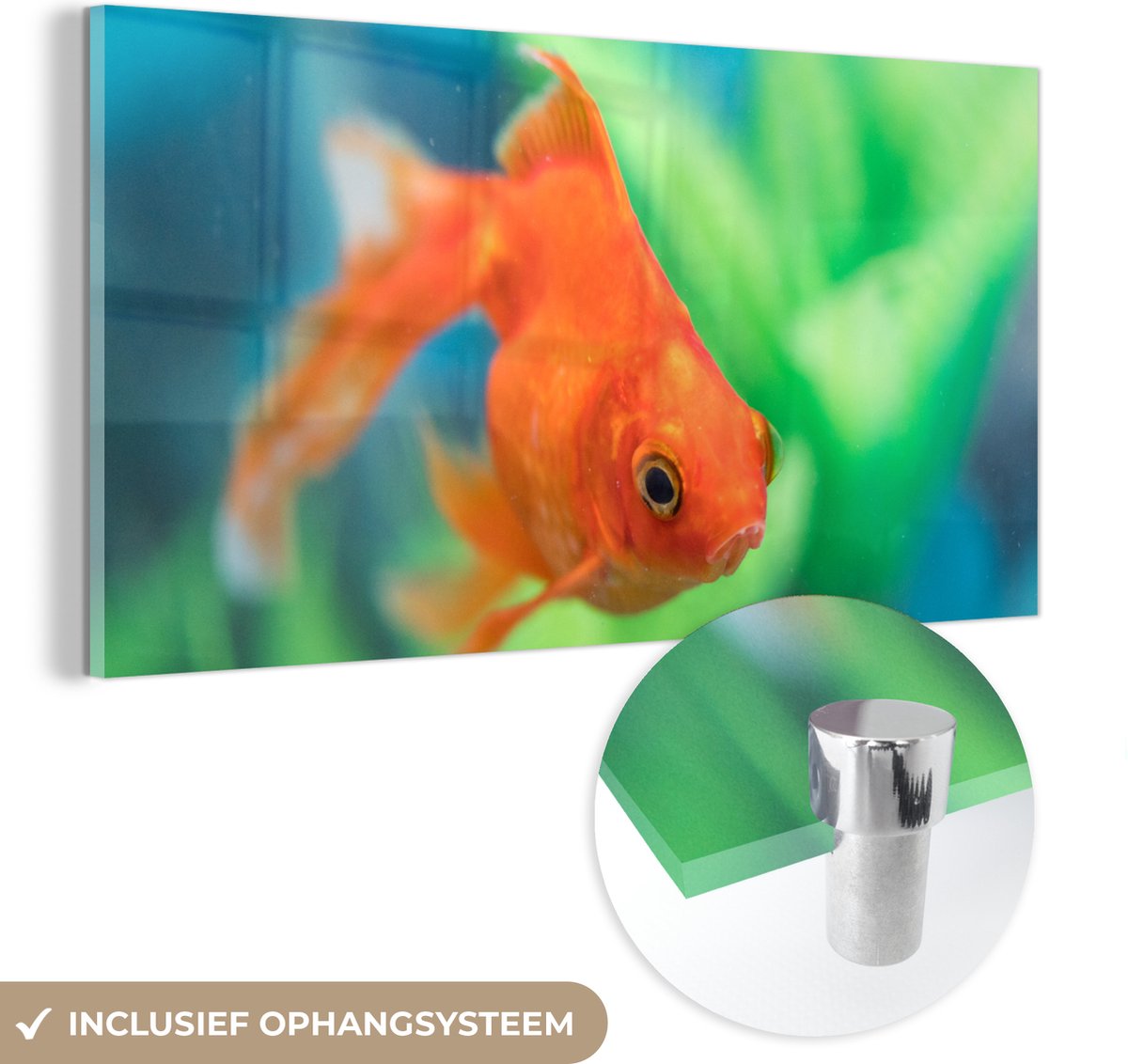® Glasschilderij 80x40 cm - Schilderij acrylglas - Goudvis in zoetwateraquarium - Foto op glas - Muurdecoratie woonkamer - Wanddecoratie slaapkamer - Schilderijen