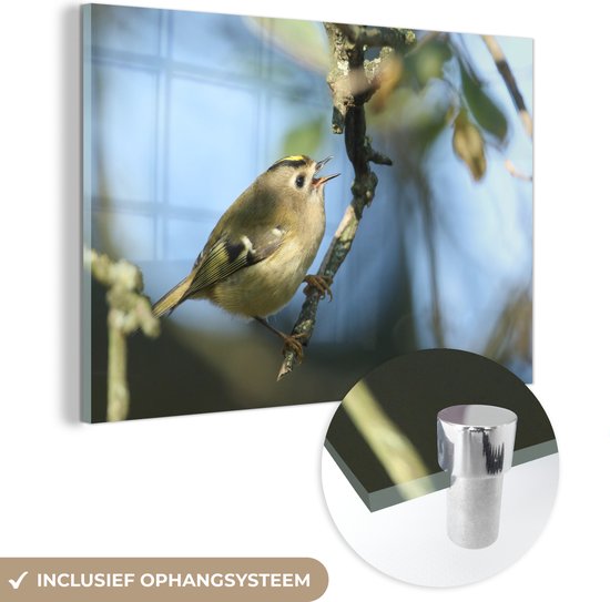 ® Glasschilderij 60x40 cm - Schilderij acrylglas - Grijs goudhaantje zit uitgerust op een takje - Foto op glas - Muurdecoratie woonkamer - Wanddecoratie slaapkamer - Schilderijen
