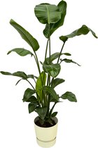 Trendyplants - Strelitzia Nicolai inclusief elho Greenville Round wit - 160 cm - Ø30cm