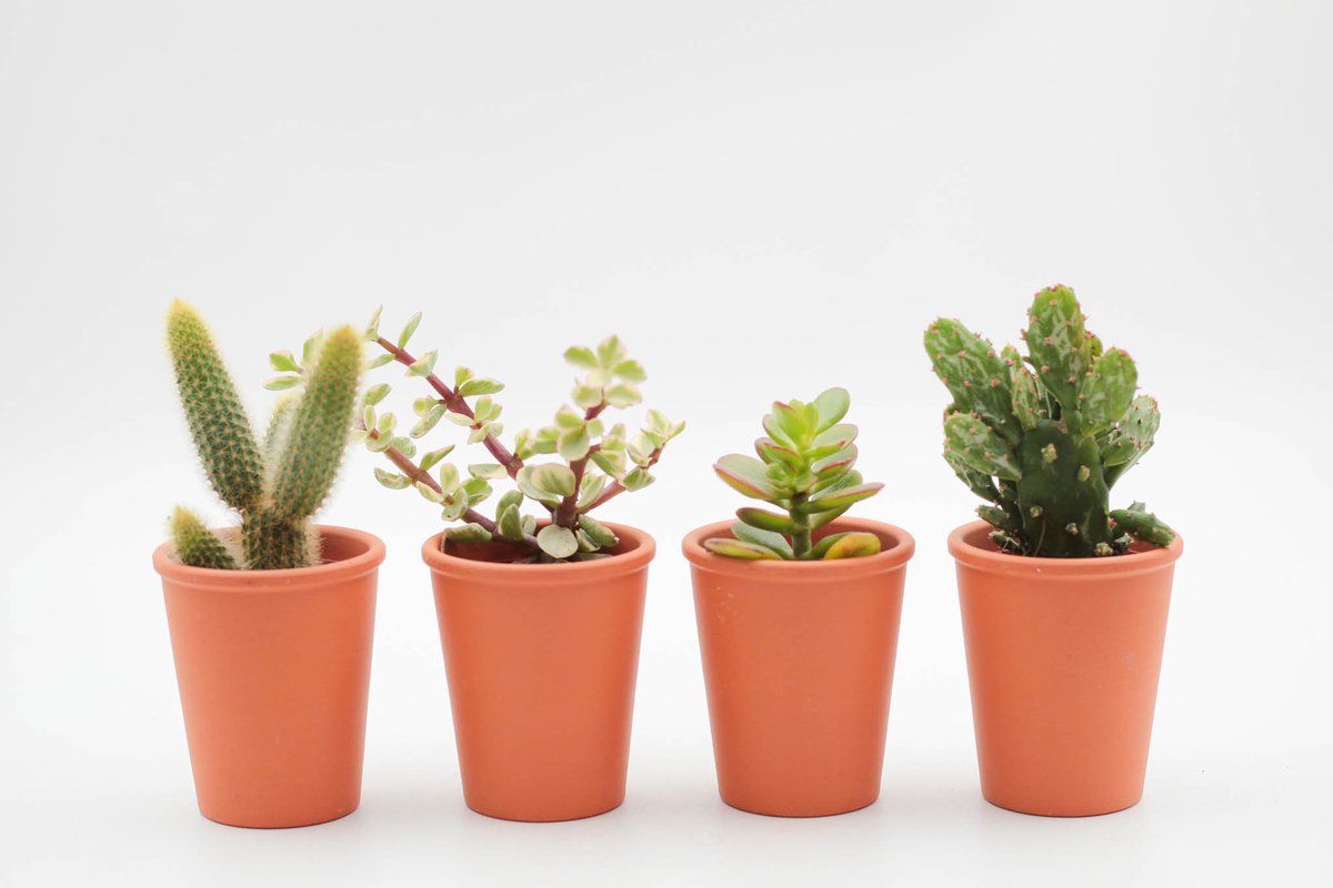 Ikhebeencactus | Super deal | Cactus en vetplanten mix | Terracotta sierpot | set van 4 stuks