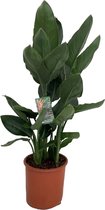 Trendyplants - Strelitzia Reginae - Paradijsvogelbloem - Kamerplant - Hoogte 90-110 cm - Potmaat Ø19cm