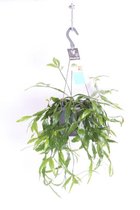 Goed & Groen - Rhipsalis occidentalis - ↨ 35cm - Potmaat 17 - Exclusieve Kwaliteit Planten - Kamer Plant - Kamerplanten - Sfeer - Interieur