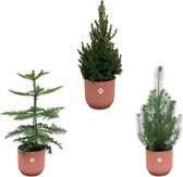 Green Bubble - Kerstpakket - Pinus Pinea + Araucaria + Picea Glauca (kerstboompjes) inclusief 3x elho Vibes Fold Rond roze Ø18-22 - 50-60cm